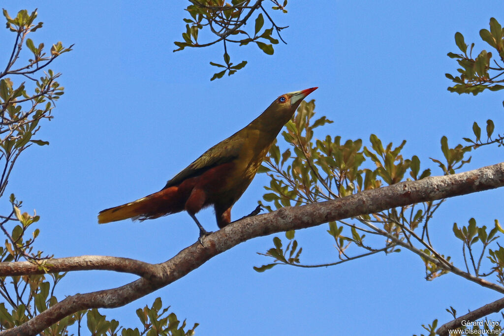 Green Oropendolaadult