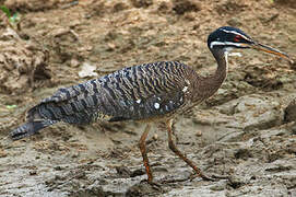 Sunbittern