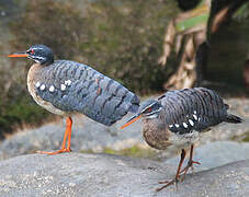 Sunbittern