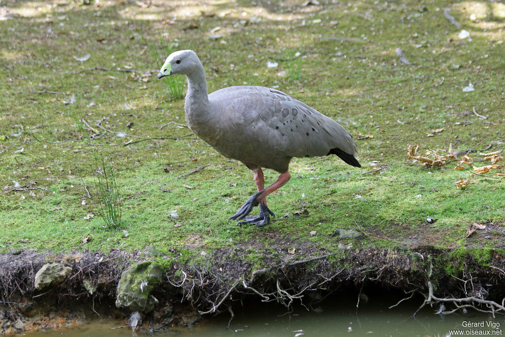 Cape Barren Gooseadult