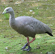 Cape Barren Goose