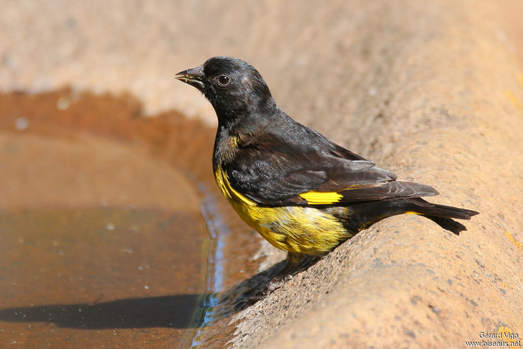 Yellow-bellied Siskin male adult