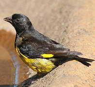 Yellow-bellied Siskin