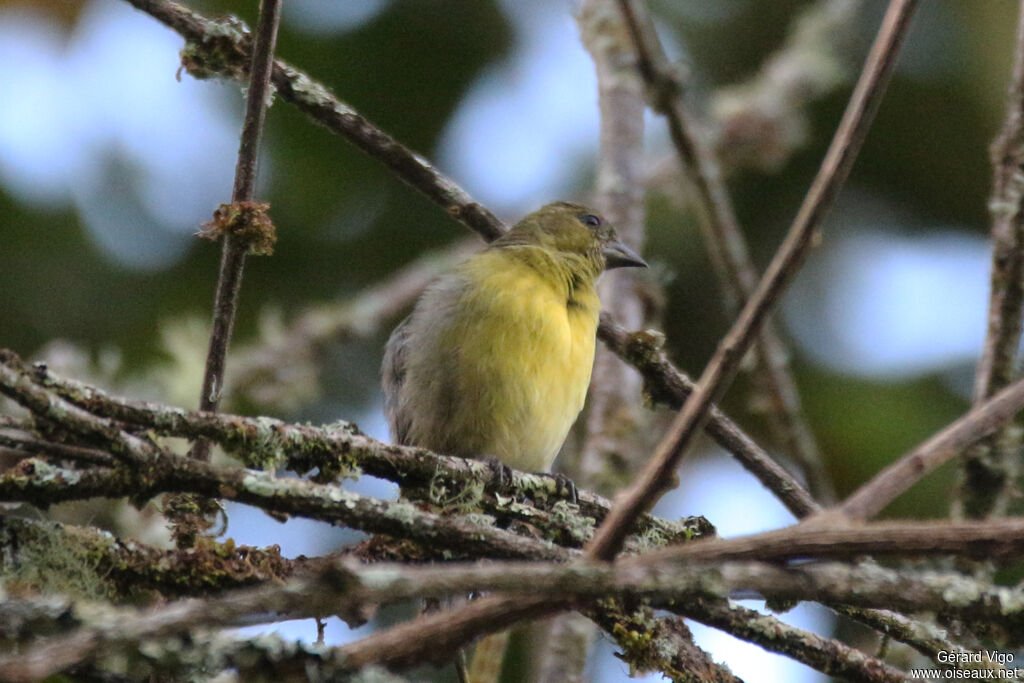 Chardonneret à ventre jaune femelle adulte