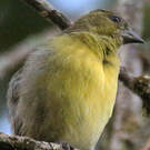 Chardonneret à ventre jaune