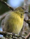 Chardonneret à ventre jaune