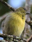 Yellow-bellied Siskin