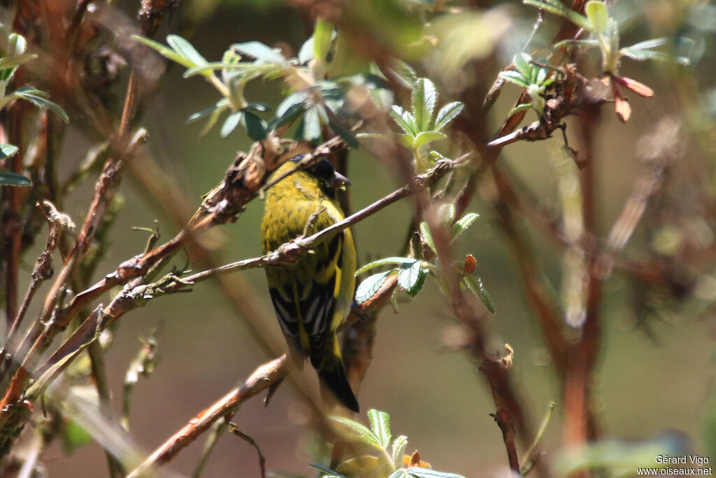 Hooded Siskin male adult