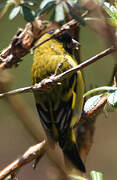 Hooded Siskin