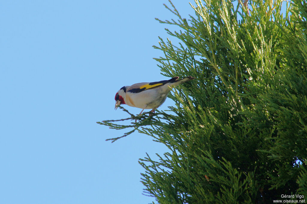 Chardonneret élégantadulte