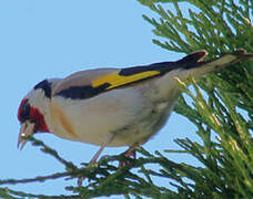 European Goldfinch