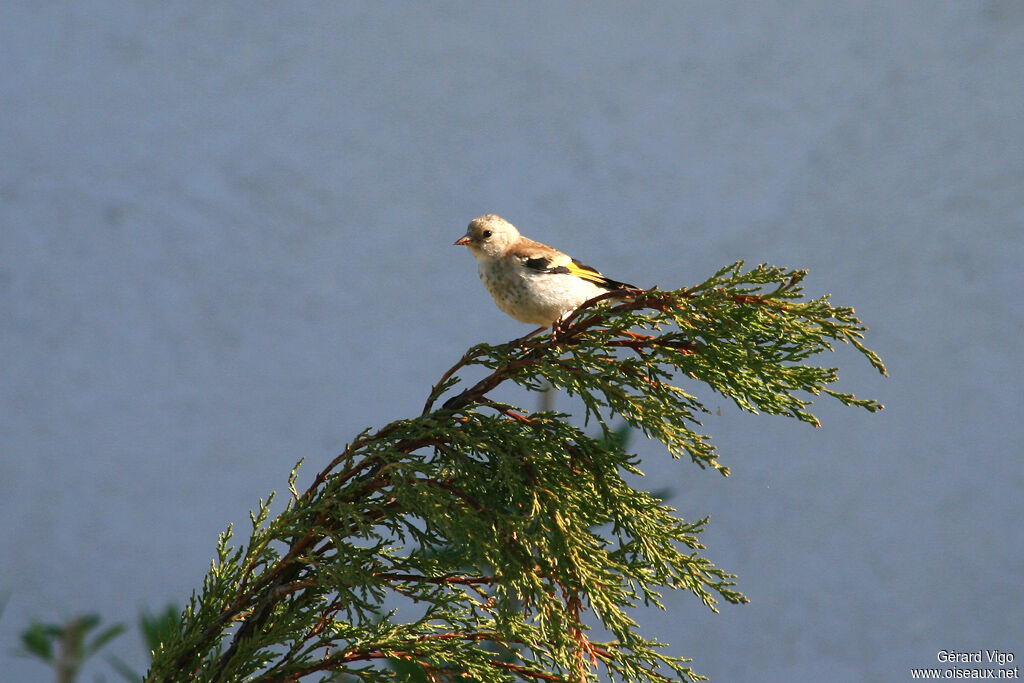 Chardonneret élégantjuvénile