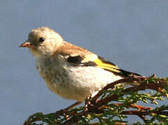 Chardonneret élégant