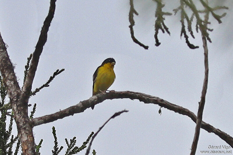Lesser Goldfinch male adult