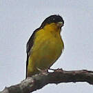 Chardonneret mineur