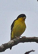 Lesser Goldfinch