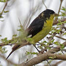 Chardonneret mineur