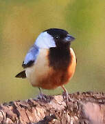 Coal-crested Finch