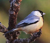 Coal-crested Finch