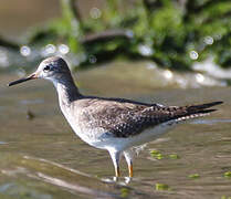 Lesser Yellowlegs