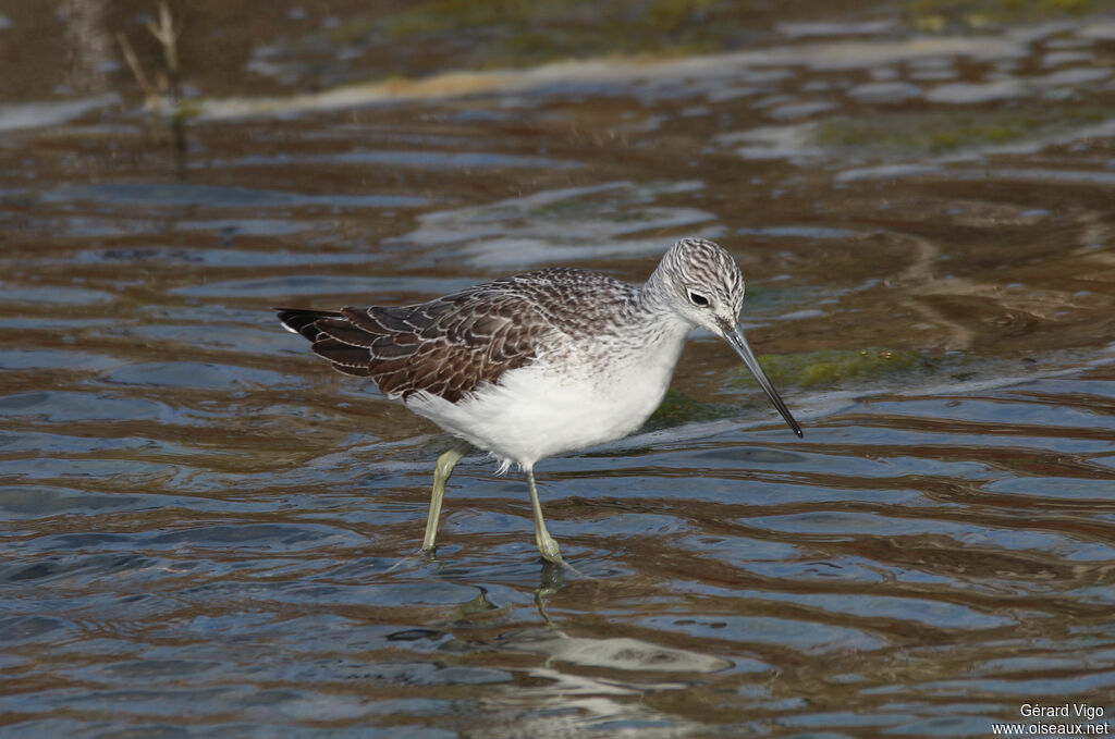 Common Greenshankadult