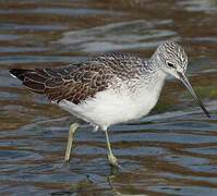 Common Greenshank