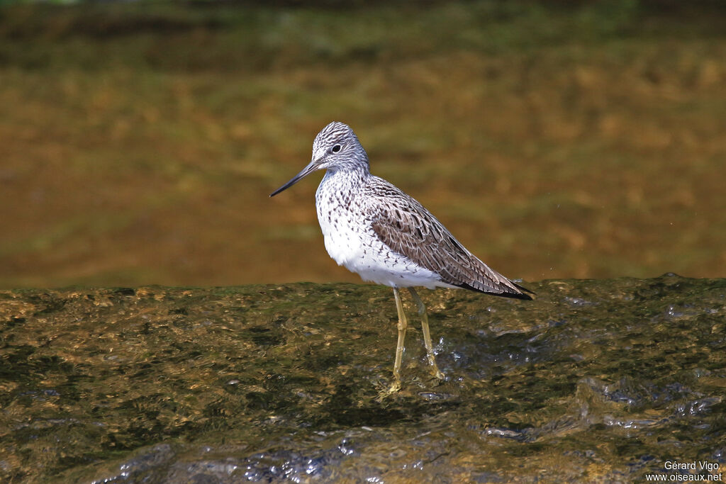 Common Greenshankadult