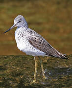 Common Greenshank