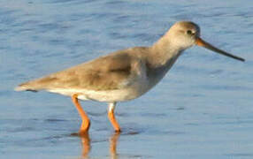 Terek Sandpiper