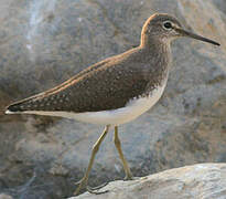 Green Sandpiper