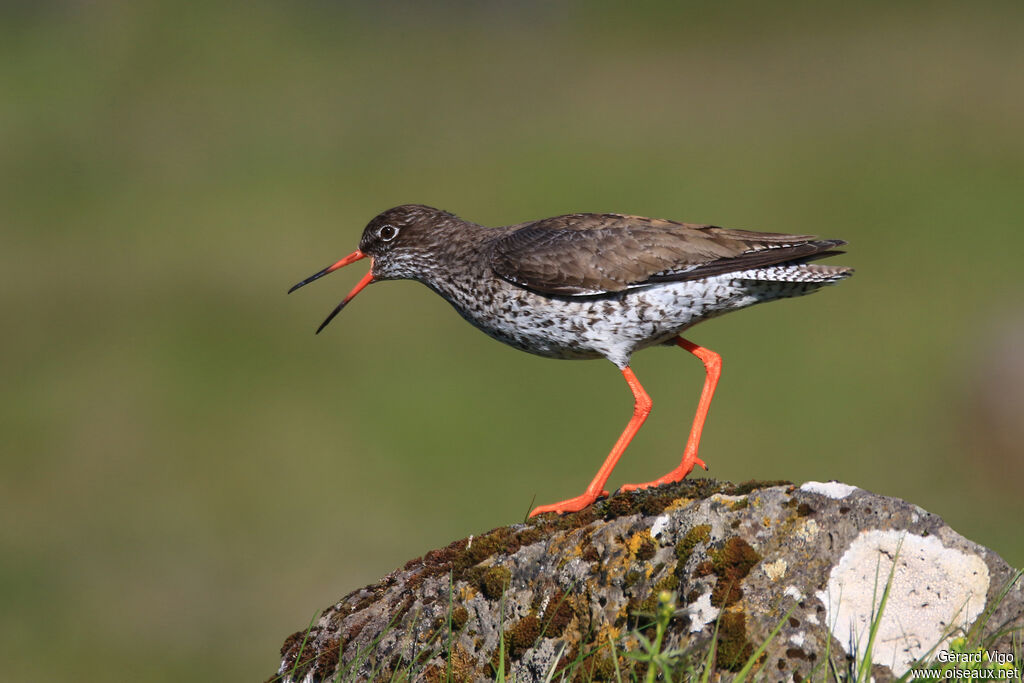 Common Redshank (robusta)adult breeding