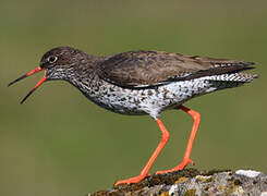 Common Redshank (robusta)