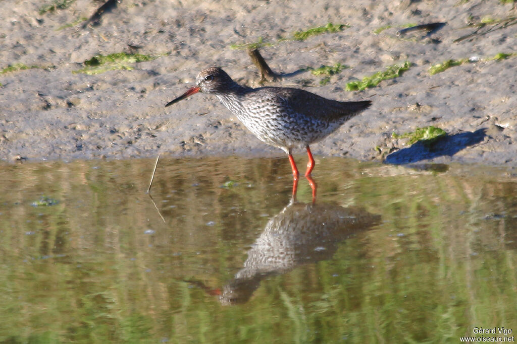 Common Redshankadult