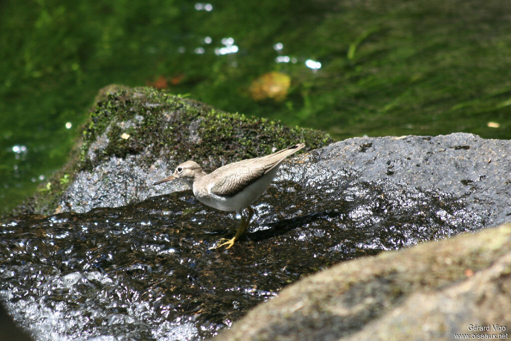 Spotted Sandpiperadult