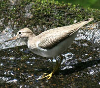 Spotted Sandpiper