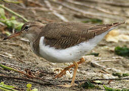 Spotted Sandpiper