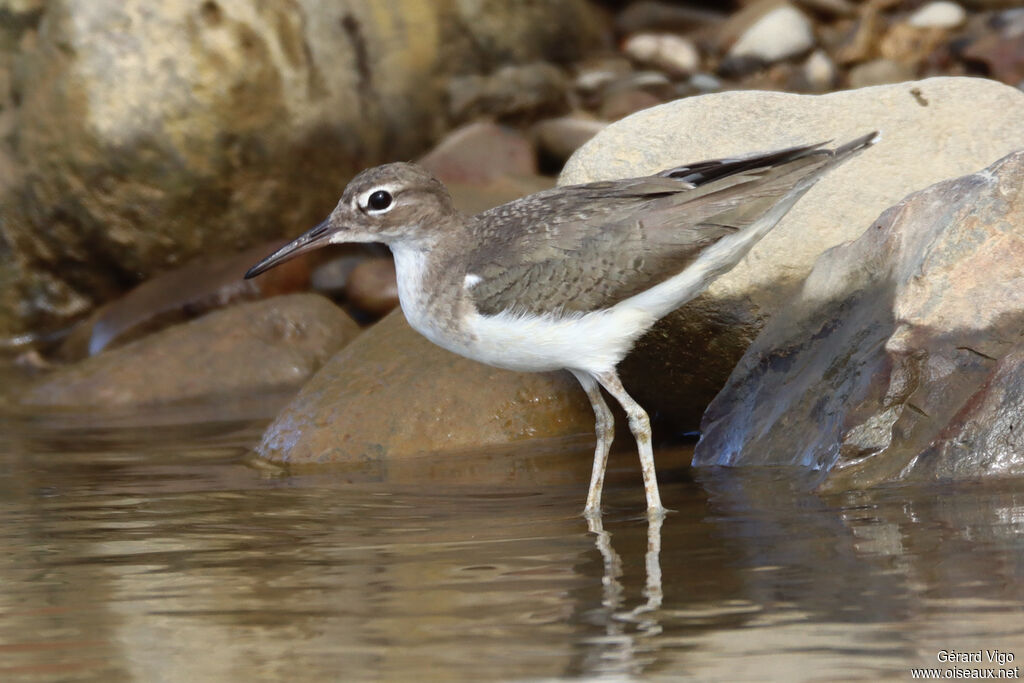 Spotted Sandpiperadult