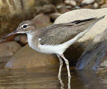 Spotted Sandpiper