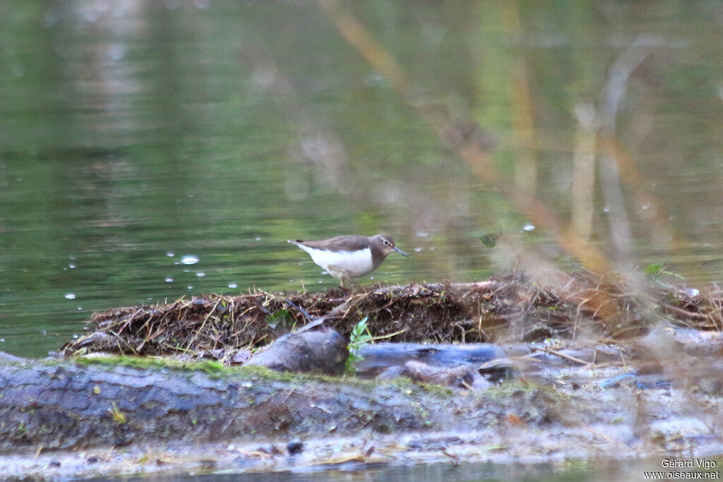 Common Sandpiperadult