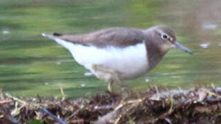 Common Sandpiper