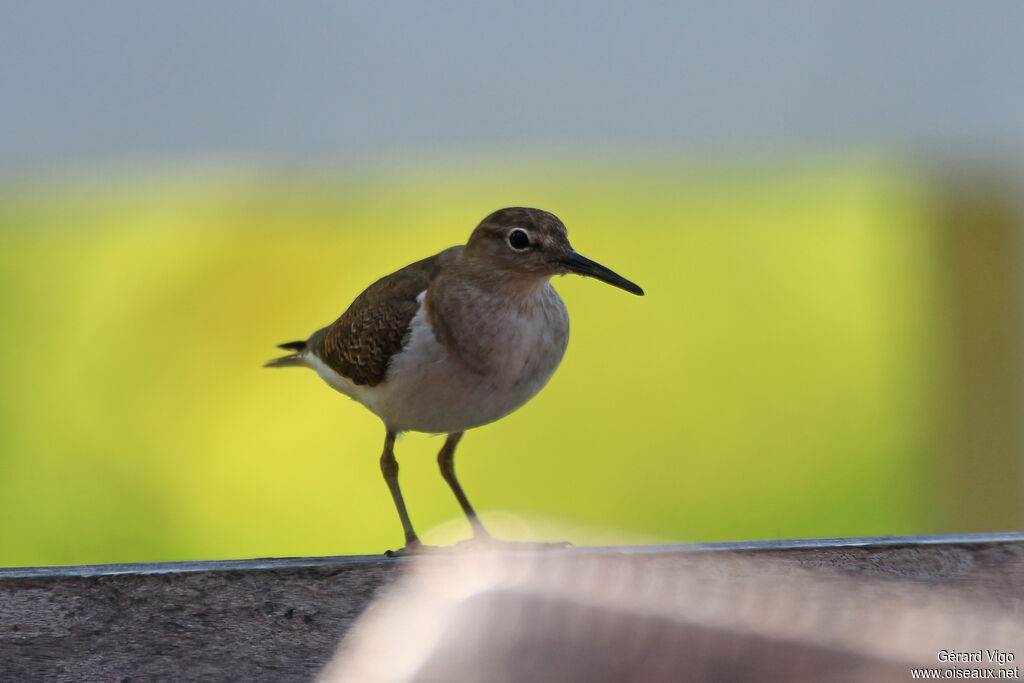 Common Sandpiperadult