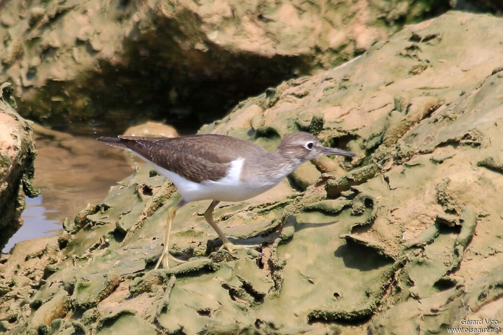 Common Sandpiperadult