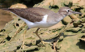 Common Sandpiper