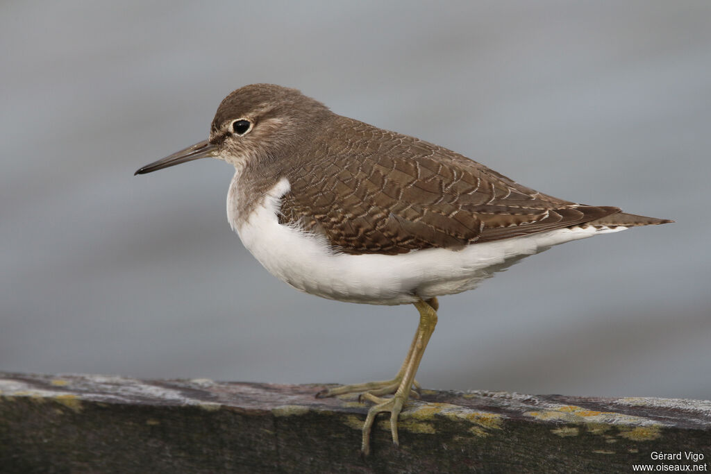 Common Sandpiperadult