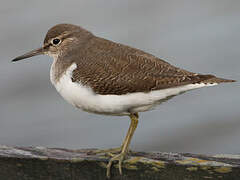 Common Sandpiper