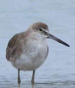 Willet