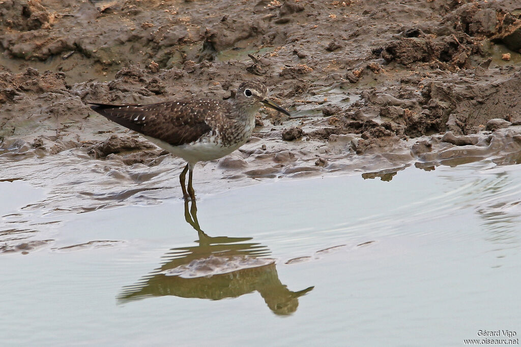 Solitary Sandpiperadult