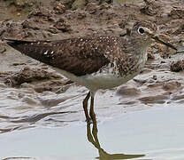 Solitary Sandpiper