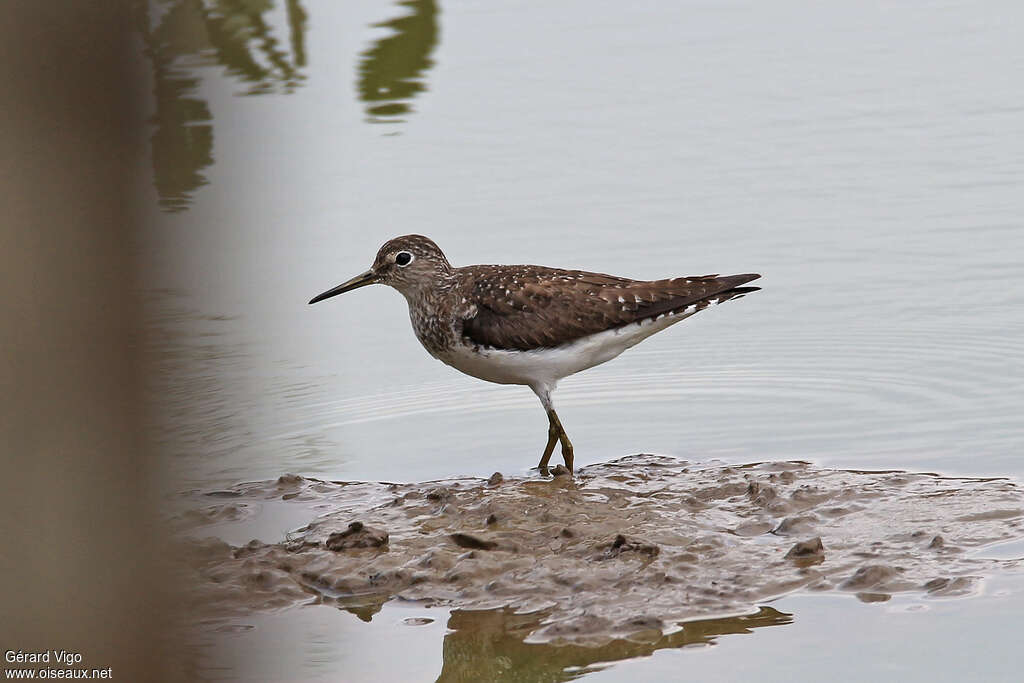 Solitary Sandpiperadult post breeding, identification