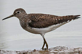 Solitary Sandpiper